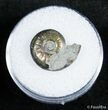 Small Pyritized Jurassic Ammonite Cheltonia - England #2398-1